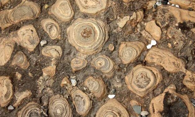 ¿Cuándo surgió la fotosíntesis? La historia profunda de la energía que cambió la Tierra
