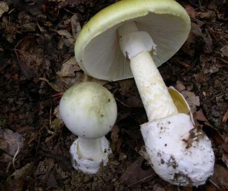 Las ventajas evolutivas de la toxicidad en los hongos