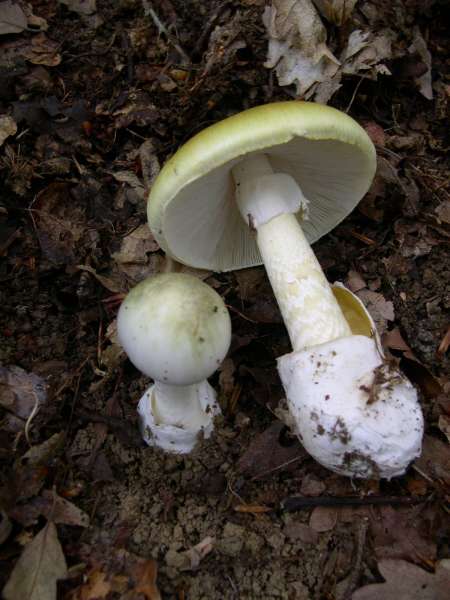 Las ventajas evolutivas de la toxicidad en los hongos