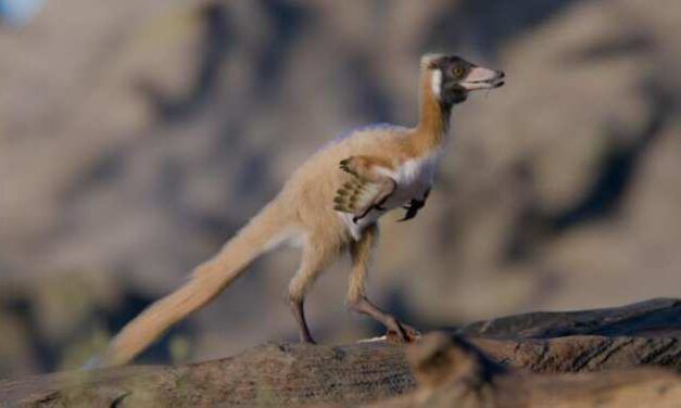 Sorpresa en la historia evolutiva de unos misteriosos dinosaurios muy parecidos a pájaros