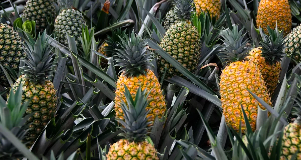 La piña: el superalimento tropical que revoluciona la salud