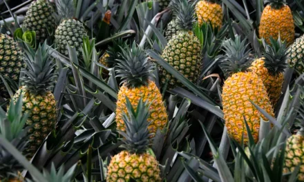 La piña: el superalimento tropical que revoluciona la salud