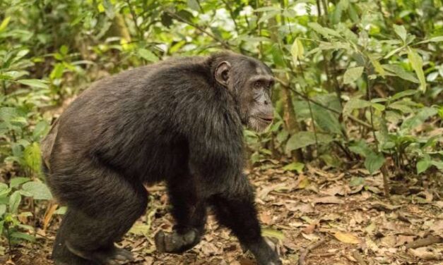 El código secreto de la comunicación entre chimpancés