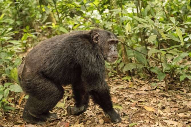 El código secreto de la comunicación entre chimpancés