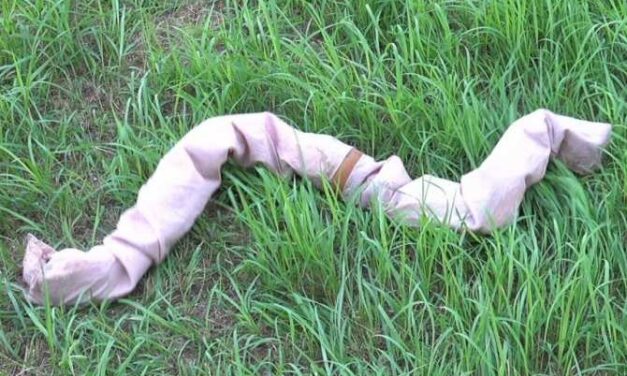 Robot serpiente que además se transforma en rueda