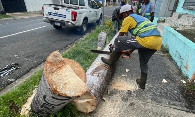 Ayuntamiento Municipal evita desgracia ante colapso de palma en avenida Constitución de San Cristóbal