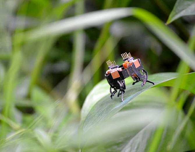 Robot posado en una hoja