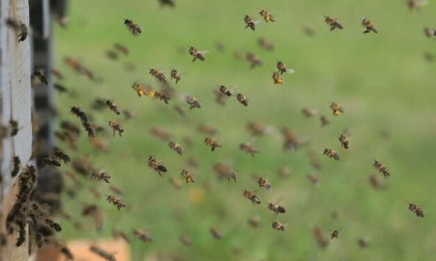 ¿Por qué las aves y los insectos no chocan a alta velocidad?
