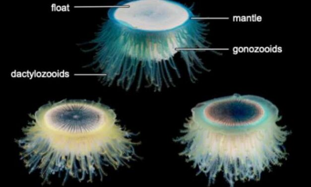 Animales modulares viviendo flotando sobre el mar mucho más tiempo de lo creído