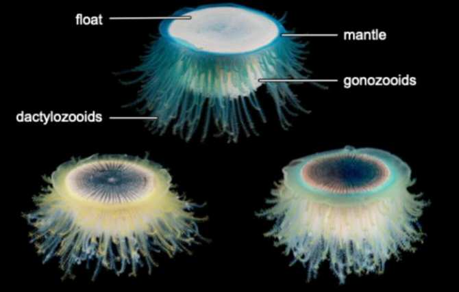 Animales modulares viviendo flotando sobre el mar mucho más tiempo de lo creído