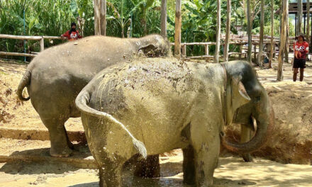Tailandia: donde el mundo de los elefantes puede estar a sus pies