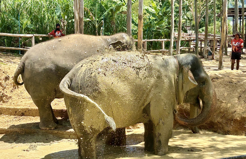 Tailandia: donde el mundo de los elefantes puede estar a sus pies