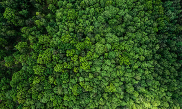 La superficie forestal mundial se redujo en 41 millones de hectáreas entre 2015 y 2025