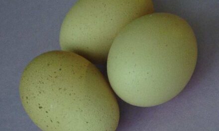 Consumo de huevos y enfermedad de Alzheimer
