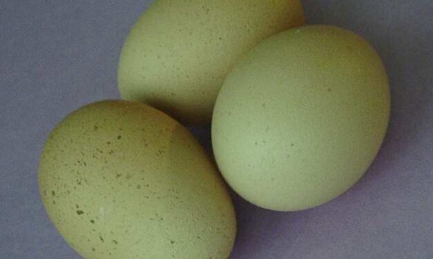 Consumo de huevos y enfermedad de Alzheimer