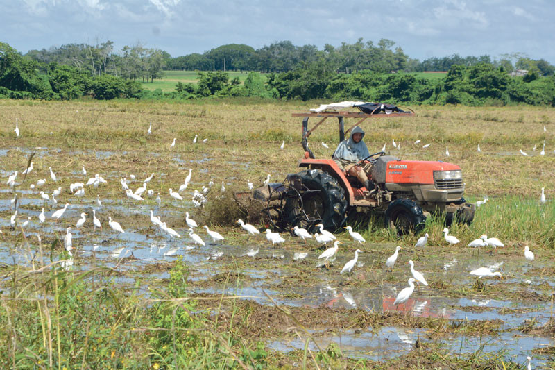Sidiagro: la plataforma que digitaliza el sistema agropecuario