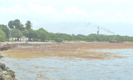 El sargazo afecta la costa de Neiba y Barahona