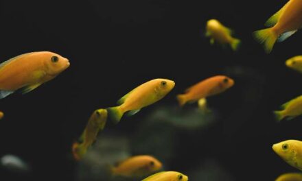 La ciencia invisible del acuario: bacterias, plantas y equilibrio del agua