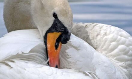 Los ojos de las aves tienen una «brújula cuántica»