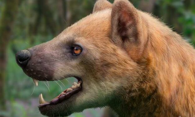 Nueva especie de perro-oso del Mioceno medio