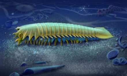 Descubren el origen evolutivo de los colmillos de las arañas