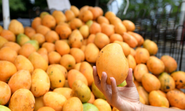 Desde 2019 en RD hay una resolución para controlar la mosca que afecta ahora exportaciones de mangos