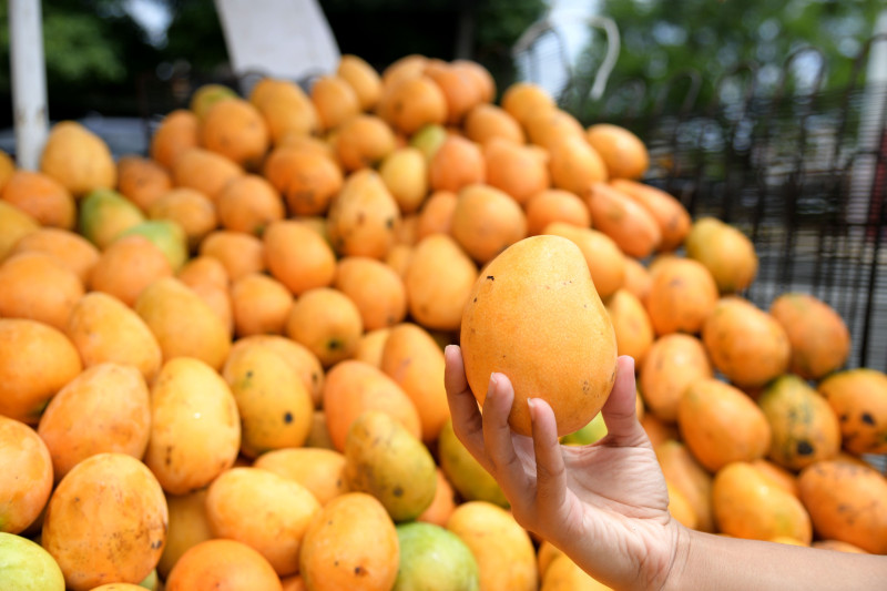 Desde 2019 en RD hay una resolución para controlar la mosca que afecta ahora exportaciones de mangos