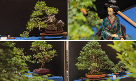 El arte del bonsái: experiencia cultural y ambiental