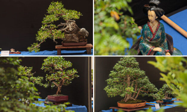El arte del bonsái: experiencia cultural y ambiental
