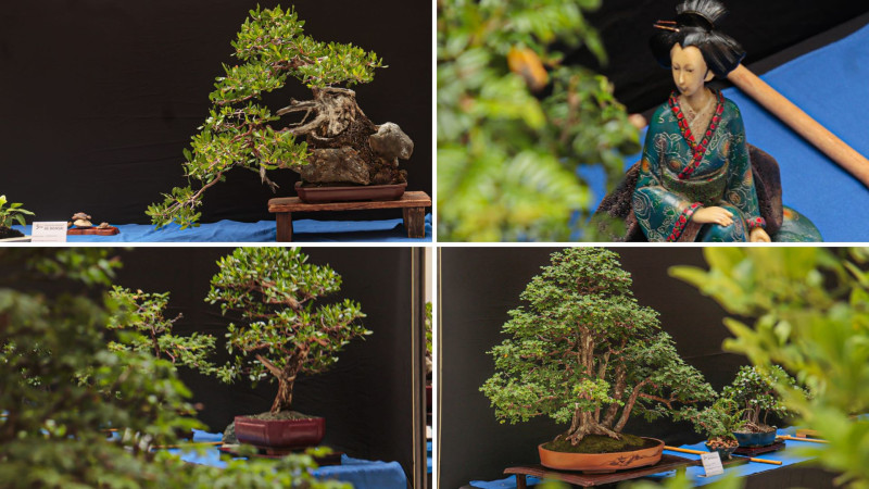El arte del bonsái: experiencia cultural y ambiental