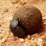 Superpoderes animales: Las asombrosas capacidades biológicas que dejan en ridículo al ser humano