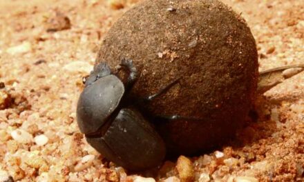 Superpoderes animales: Las asombrosas capacidades biológicas que dejan en ridículo al ser humano