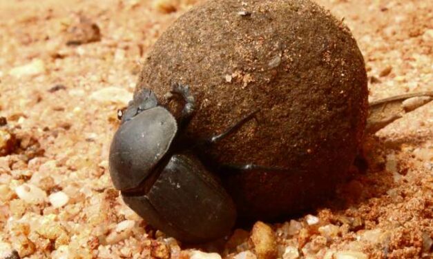 Superpoderes animales: Las asombrosas capacidades biológicas que dejan en ridículo al ser humano