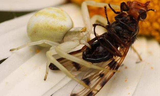 ¡Atrapado!