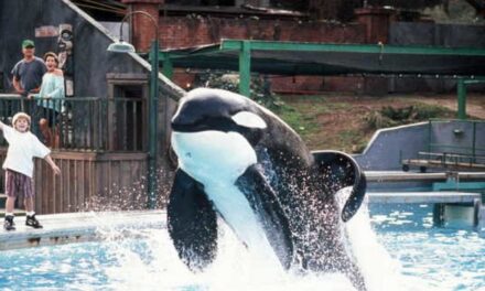 El reboot de ‘Liberad a Willy’ está en marcha en manos de los hermanos Russo