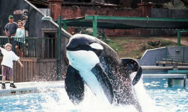 El reboot de ‘Liberad a Willy’ está en marcha en manos de los hermanos Russo