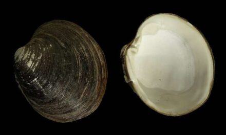 Cómo un molusco logra vivir más de 500 años sin envejecer