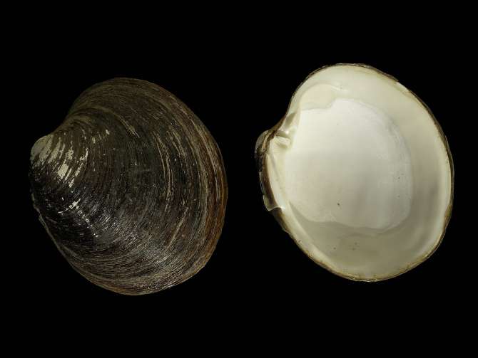 Cómo un molusco logra vivir más de 500 años sin envejecer