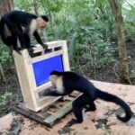 Ordenador para monos