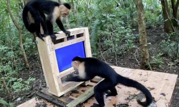 Ordenador para monos