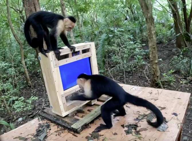 Ordenador para monos