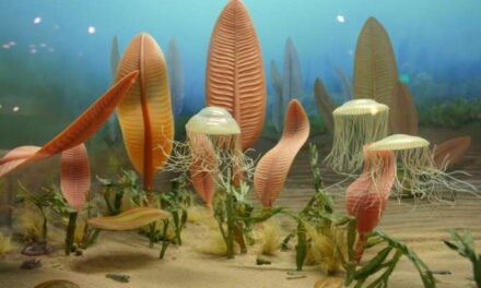 Los enigmas evolutivos de la fauna de Ediacara