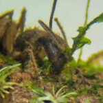 Hongo capaz de vivir dentro de vegetales y de infectar animales