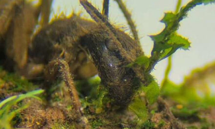 Hongo capaz de vivir dentro de vegetales y de infectar animales