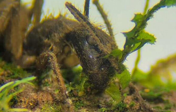 Hongo capaz de vivir dentro de vegetales y de infectar animales