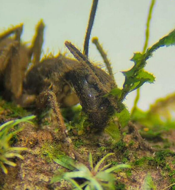 Hongo capaz de vivir dentro de vegetales y de infectar animales