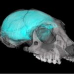 El verdadero origen del cerebro humano