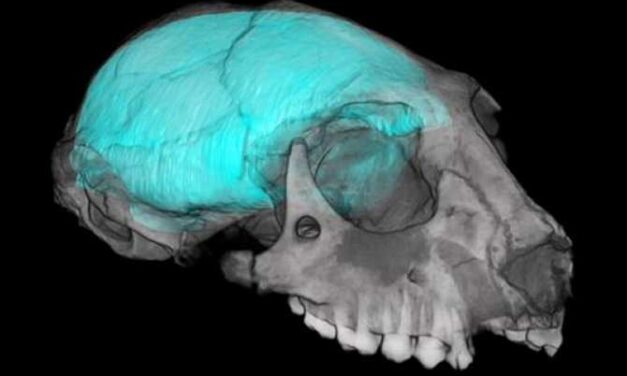 El verdadero origen del cerebro humano