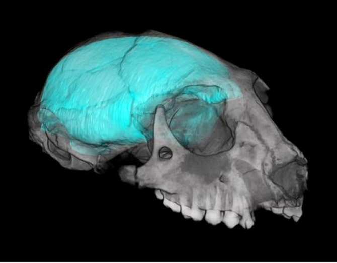 El verdadero origen del cerebro humano