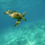 El sorprendente termómetro natural que decide el sexo de cocodrilos y tortugas